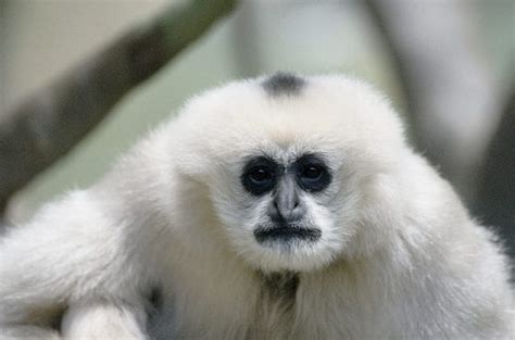 New Species Of Monkey Discovered In Brazil The Lab World Group