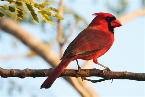 A Beautiful Red Bird On A Branch Bird Conservation