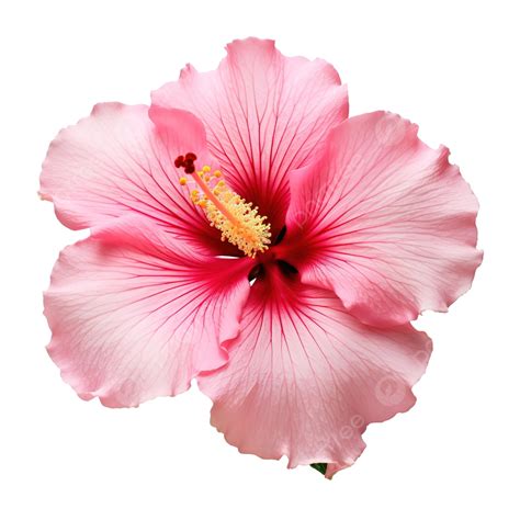 Blooming Pink Hibiscus Flower On Isolated Background Flower Pink
