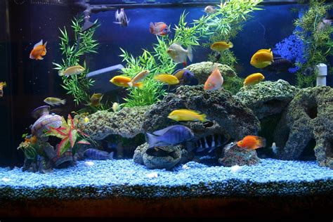 List Of Freshwater Aquarium Fish Species Nepgrunz Fish Aquarium