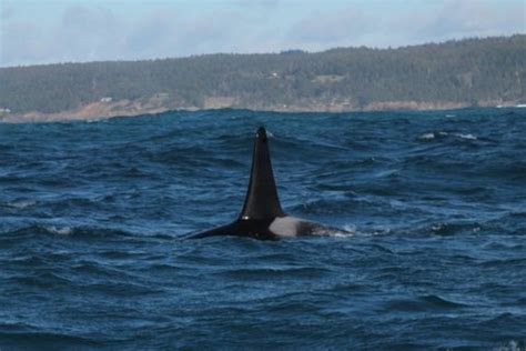 Naked Whale Research Mendonoma Sightings