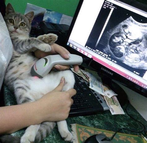 УЗИ беременной кошки как делают результаты подготовка