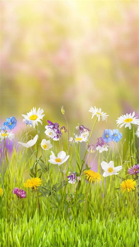 Iphone 7 Wallpaper Spring Images 2020 3d Iphone Wallpaper