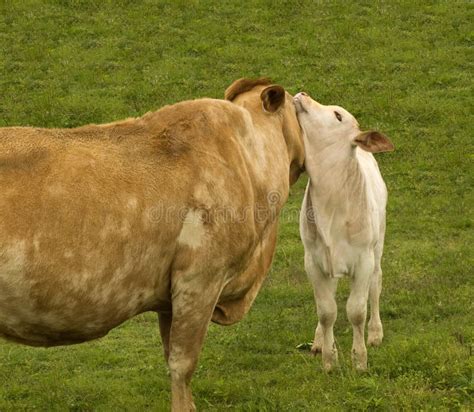 Motherly Love Mother Cow With Baby Spring Calf Stock Photo Image Of
