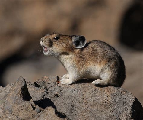 To Save Climate Sensitive Pikas Conservation Efforts Need To Get Local