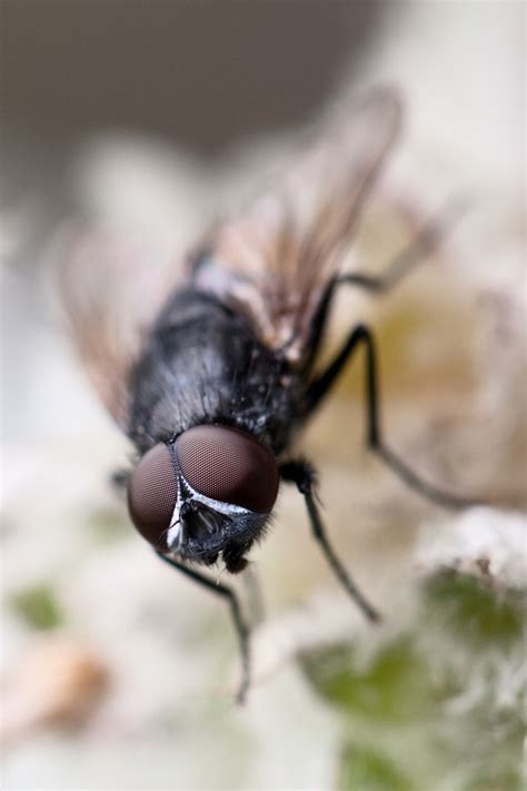 Macro Of A Fly Free Stock Photo Public Domain Pictures