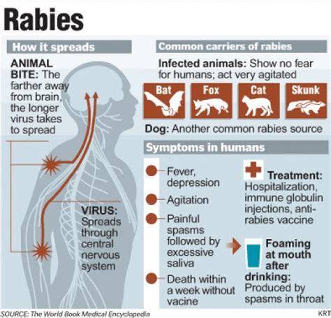 Terrestrial Rabies Hubpages