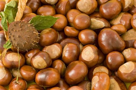 Chestnuts Free Stock Photo A Pile Of Chestnut Conkers 6072