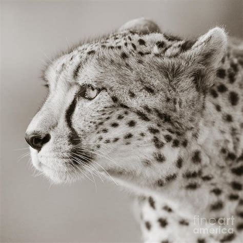 Cheetah Portrait Photograph By Nehemiah Art Fine Art America