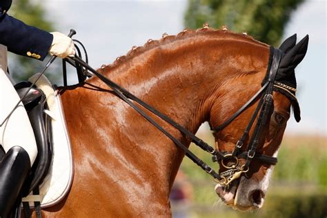 What Are Draw Reins For Horses Everything You Need To Know About Draw