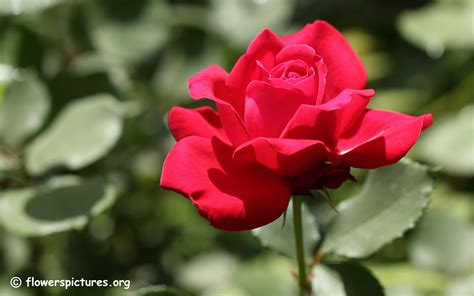 Rose,the most beautiful flower of all around the world.there are 100 species of roses are discovered so far. Rose pictures, Rose flower pictures