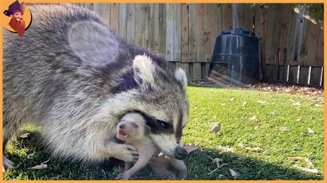 15 Hungry Raccoons Chase And Kill Animals Fearlessly Youtube