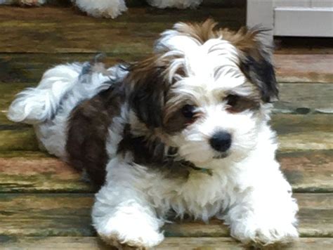 All About Havanese Pure Breed Havanese In Chanhassen Mn