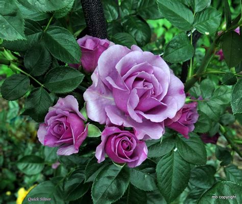 Roses Plant Care And Collection Of Varieties