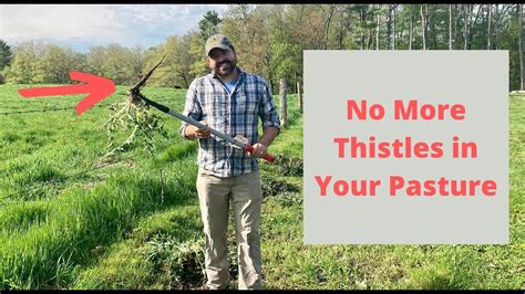 How To Get Rid Of Thistles In Pastures Natural Thistle Control In
