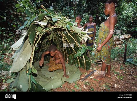 Baka Pygmy Women Building A Traditional Hut Using Leaves Cameroon