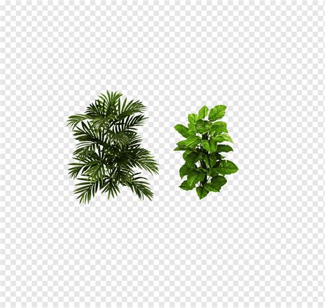 For instance, perhaps the drainage medium you selected for your palm isn't sufficient. Houseplant Areca palm Arecaceae Tree, plant, leaf ...