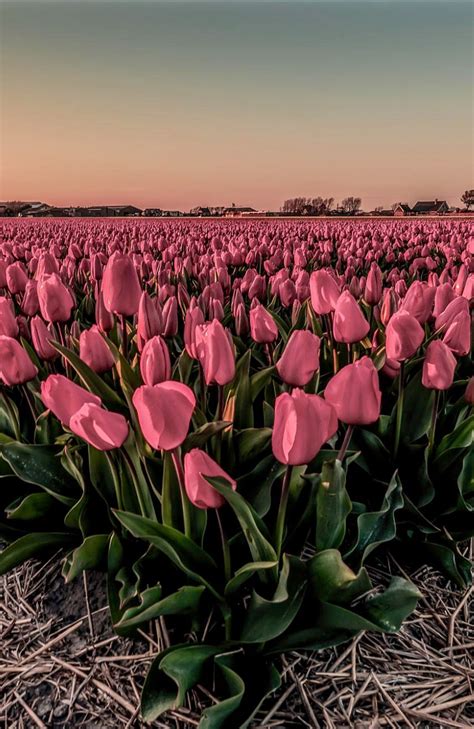 🇳🇱 Tulip Farm By Chris Hornung Netherlands Wallpaper Nature Flowers