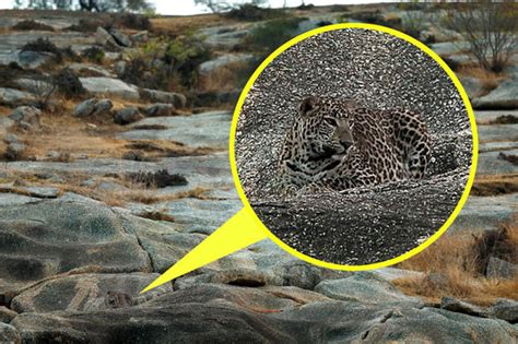 Optical Illusion Can You Spot The Leopard Hidden In This Photo