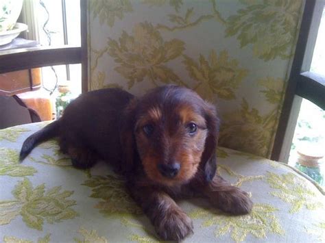 Would you please consider adding us to. Mini Dachshund Puppies FOR SALE ADOPTION from Turner Oregon Marion @ Adpost.com Classifieds ...