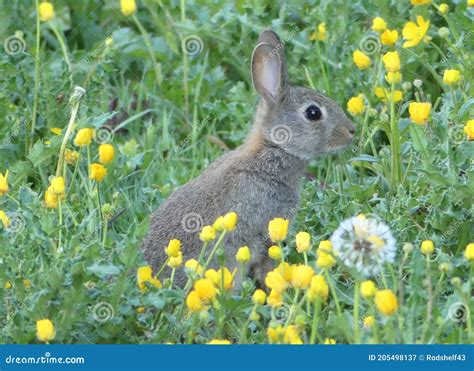 Wild Rabbit In A Field Of Buttercups And Dandelions Stock Image Image