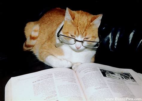 Funny Cat Books 33 Cool Hd Wallpaper