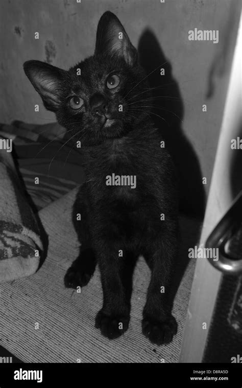 Surprised Black Cat Black And White Stock Photos And Images Alamy