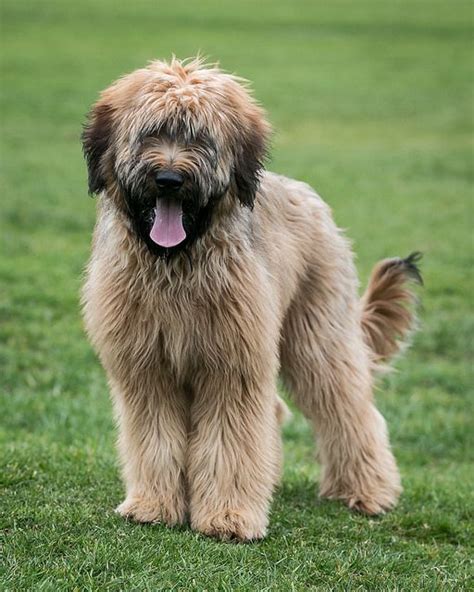 20 Best Briard Images On Pinterest Dogs Dog Breeds And Doggies
