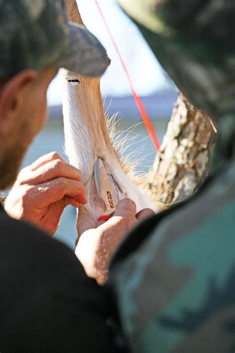 Deer Processing On The Homestead Deer Processing Deer Whitetail Hunting