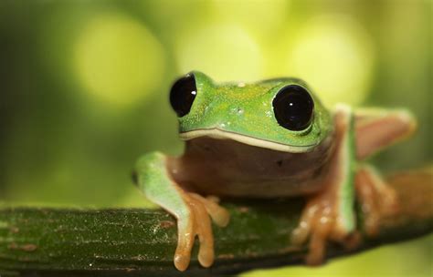 Superbnature Tree Frog By Mattd85 Flickrpk74w2j Tree Frogs