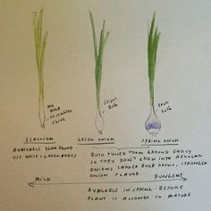 Chives vs green onion are they essentially the same and can you use one in place of the other? Scallions Vs. Green Onions Vs. Chives Vs. Spring Onions ...
