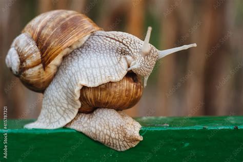 Helix Pomatia Roman Snail Burgundy Snail Edible Snail Escargot Is