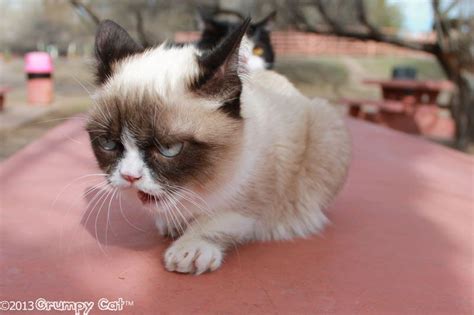Pin On Cats Grumpy Cat