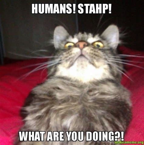 Humans Stahp What Are You Doing This Cat Has Seen