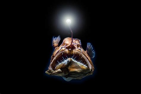 Seven Surprising Secrets Of The Deepest Sea Creatures