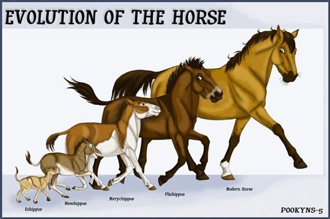 Horse Evolution By Pookyns 5 On Deviantart Prehistoric Animals