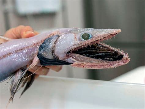 Csiro Scientists Examine 42000 Ugly Fish From Deep Sea Metro News