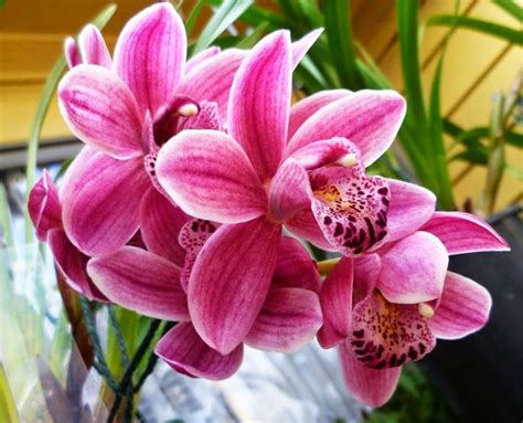 Contoh Bunga Sempurna Pada Tanaman Bunga Manfaat Di Dalam Keindahan Bunga