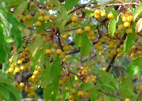 Jun 25, 2016 · i hope you can assist me. A lovely cut leaf crabapple with beautiful yellow fruits ...