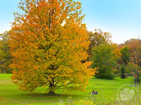 Free Colorful Maple Tree Photo Fall Foliage Picture