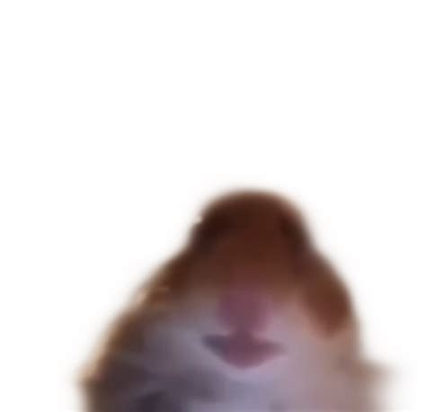 Meme Hamster Sticker By Elliot