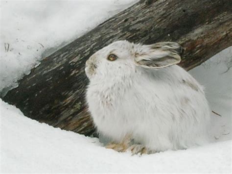 snowshoe hare | Snowshoe Hare | A Beautiful Animal | The Wildlife