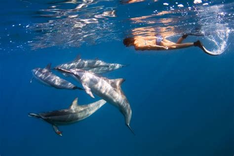 Why Your Dream Of Swimming With Hawaii Dolphins May Never