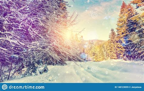 Forest In Winter Covered By Snow Pine Trees Under