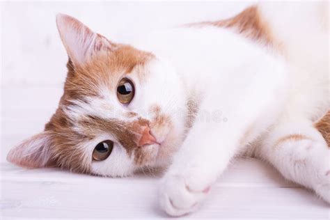 Pretty Cat Looks At The Camera Stock Image Image Of Cute Face 112197257