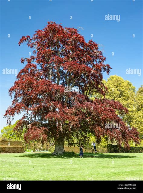 Copper Beech Tree Stock Photo Alamy