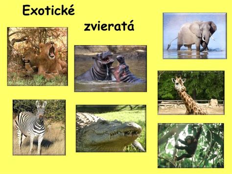 Ppt Exotické Zvieratá Powerpoint Presentation Free Download Id3443933