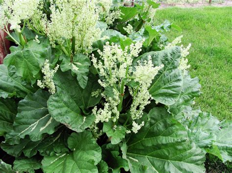 My Ranch Life Ravishing Rhubarb