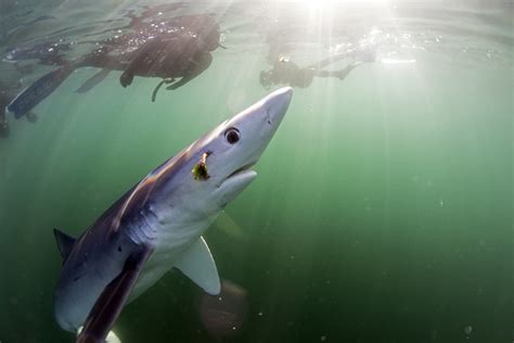 Srare 9 Ft Blue Shark Spotted In Cornwall Waterss Lifeanimal