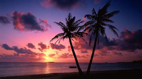 Tropical Sunset Pink Beach Wallpaper